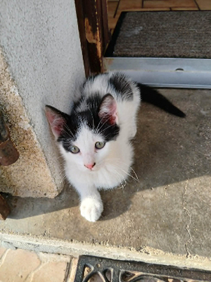 Adopter Chillie