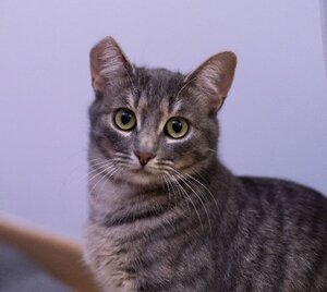 Adopter Chipie