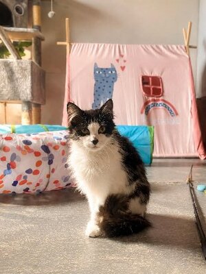 Adopter Chocapic