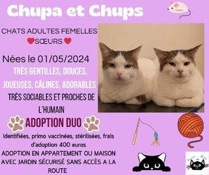 Adopter Chupa et chups