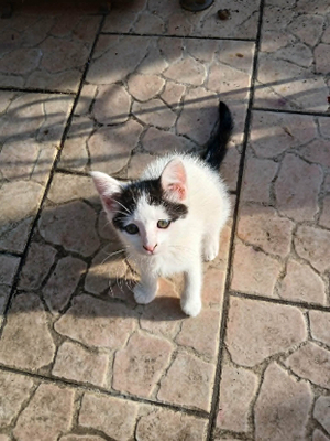 Adopter Cinna