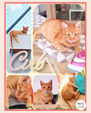 Adopter Ciro