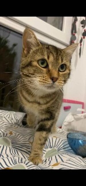 Adopter Citronelle