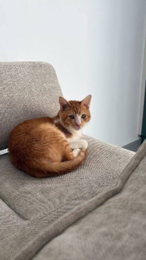 Adopter Citrouille
