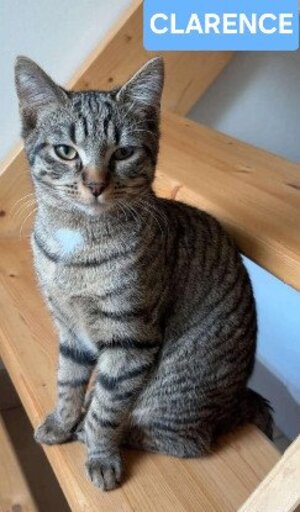 Adopter Clarence