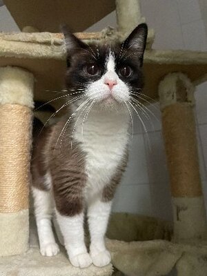 Adopter Claudie