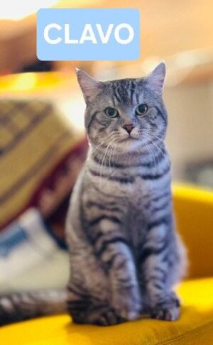 Adopter Clavo