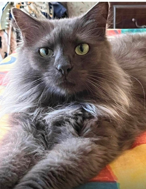 Adopter Clea