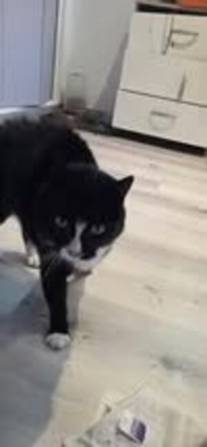 Adopter Cleo