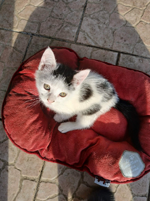 Adopter Cleo