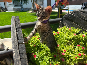 Adopter Cleo