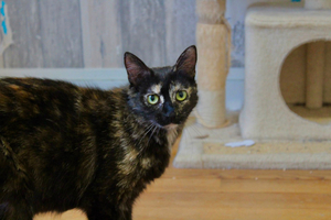 Adopter Coco