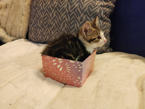 Adopter Comet