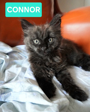 Adopter Connor adoptable avec un chat déj