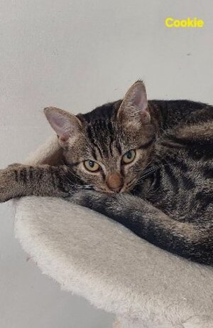Adopter Cookie