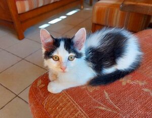 Adopter Cookie