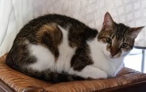 Adopter Cooper