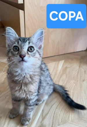 Adopter Copa et cabana a ensemble ou séparément si déj