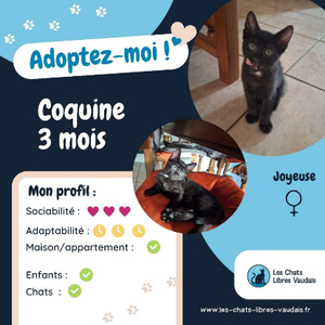 Adopter Coquine