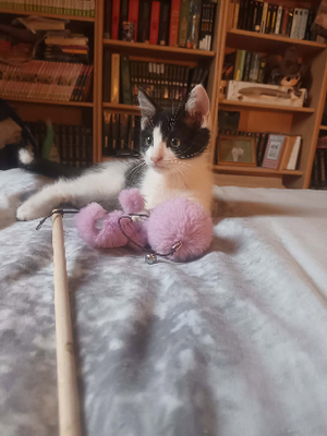 Adopter Crapule