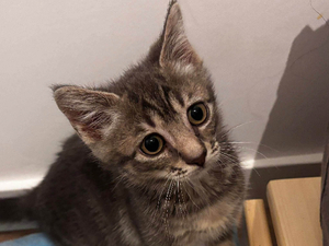 Adopter Crayon