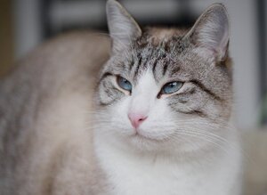 Adopter Crevette