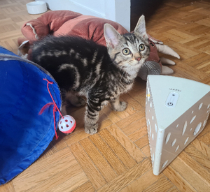 Adopter Croustille