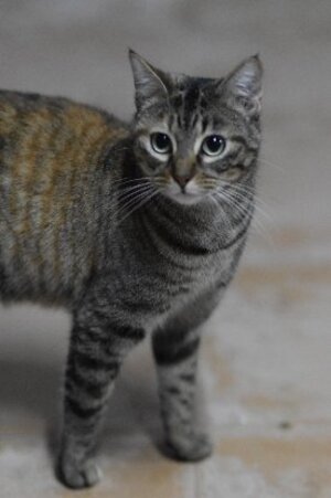 Adopter Daga