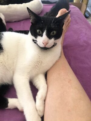 Adopter Dali