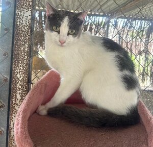 Adopter Dandy
