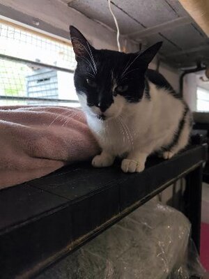 Adopter Dario