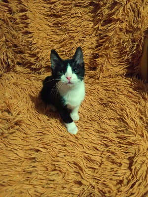 Adopter Dawn