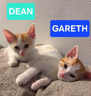 Adopter Dean et gareth