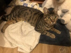 Adopter Delia