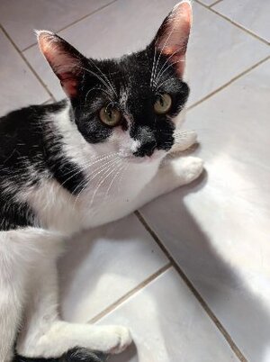 Adopter Delta