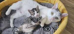 Adopter Diana et harry