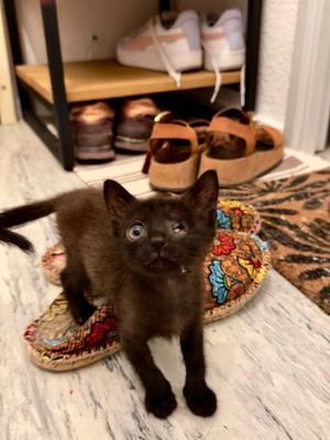 Adopter Diddle