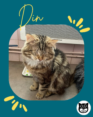 Adopter Din