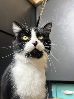 Adopter Dita
