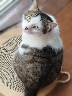 Adopter Dofi
