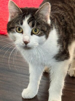 Adopter Doha double adoption
