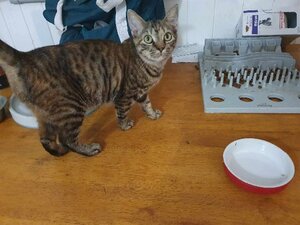 Adopter Dolly