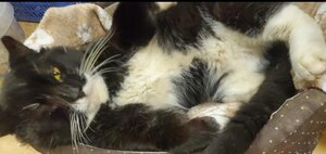 Adopter Domino