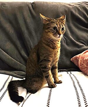 Adopter Donna
