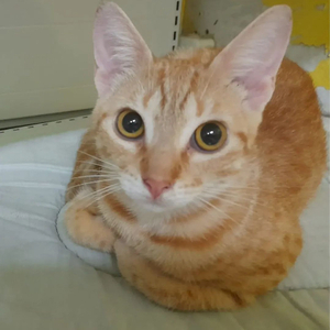 Adopter Dory