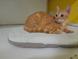 Adopter Dory