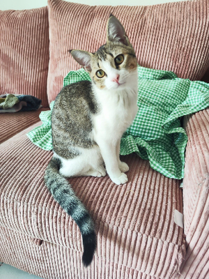 Adopter Doudou