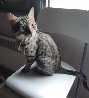 Adopter Doudou
