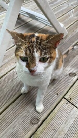 Adopter Dream