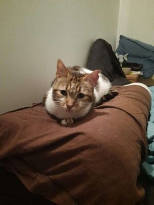 Adopter Duchesse